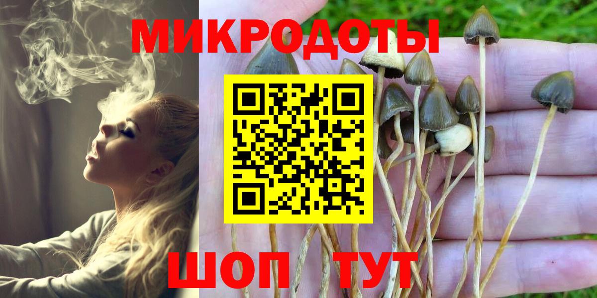 Псилоцибиновые грибы Psilocybe Красноармейск